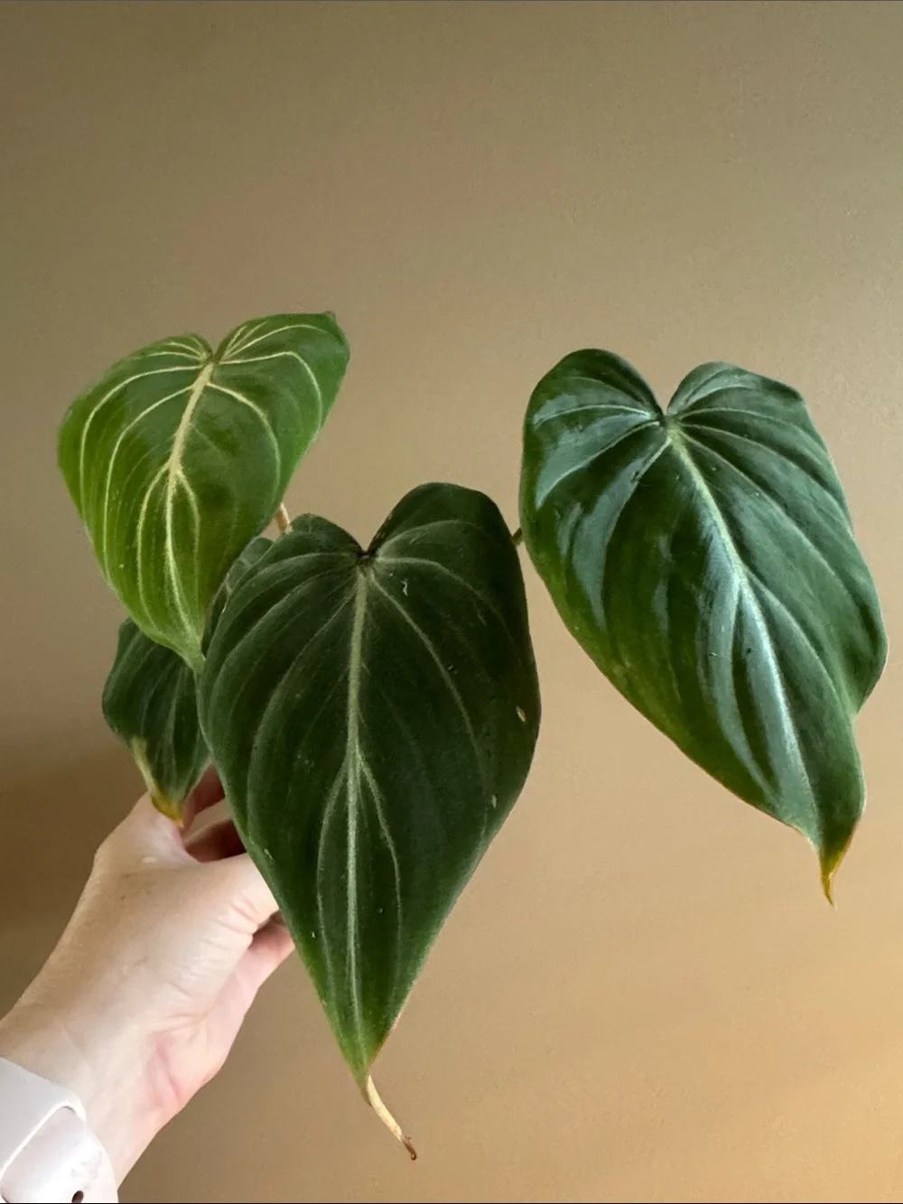 Philodendron Gloriosum Rooted plant🪴